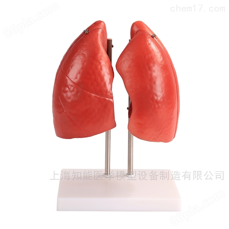 供应肺结构模型多少钱