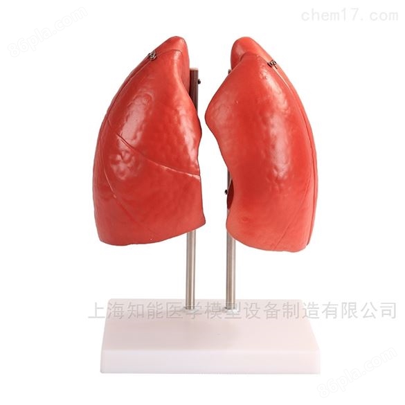国产肺结构模型多少钱